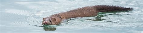 European Mink - Habitat | Profile | Traits | Facts | Skull | Teeth ...