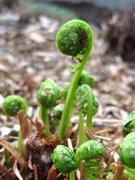 Matteuccia Species, the Most Delicious Fiddlehead Ferns - Backyard Forager