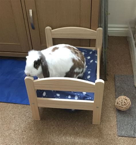 IKEA do dolly beds that are fab for bunnies! | Small pets, Rabbit ...