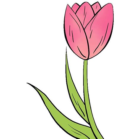 How to Draw a Tulip – Really Easy Drawing Tutorial | Easy flower ...