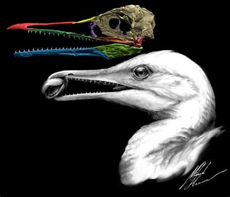 Another Early Toothed Bird Raises Its Head - Science Connected Magazine