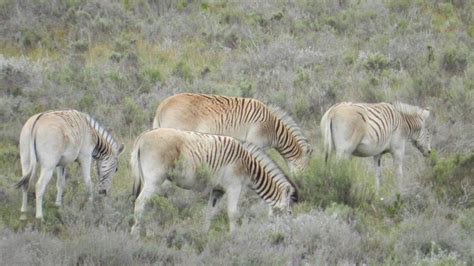 A Closer Genetic Look at the Quagga, an Extinct Zebra - DNA Science