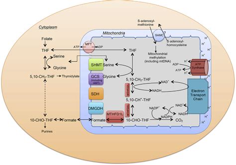 Mitochondrial transport and utilization of folate. Metabolism of single ...