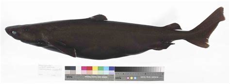 Portuguese Dogfish, Centroscymnus coelolepis Bocage & Capello, 1864 ...