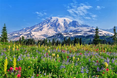 Mount Rainier National Park Wildflower Bloom