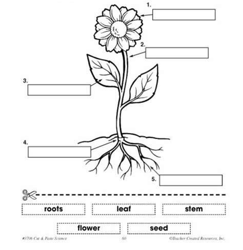 Labeling Parts Of A Plant