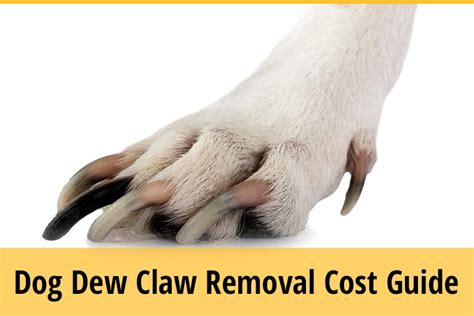 Dog Dew Claw Removal Cost Guide | ZooAwesome