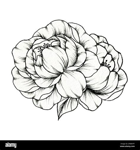 Simple floral illustration with two hand drawn peony flowers, line art ...