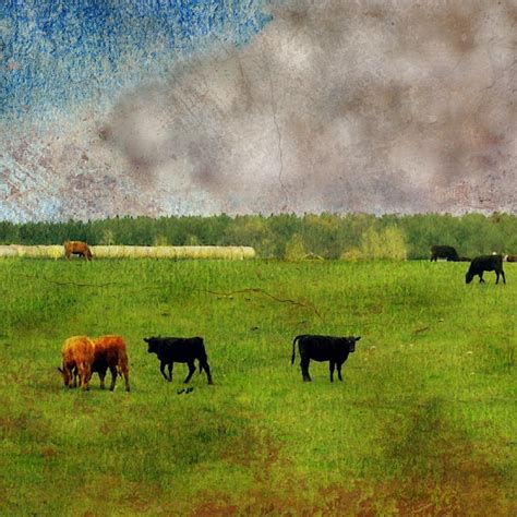 With a Moo-Moo Here... | A farm includes the passion of the … | Flickr