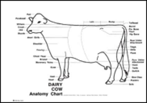 WSU Extension Publications|Dairy Cow Anatomy Chart