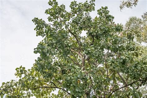 Image of Kakadu Plum tree - Austockphoto