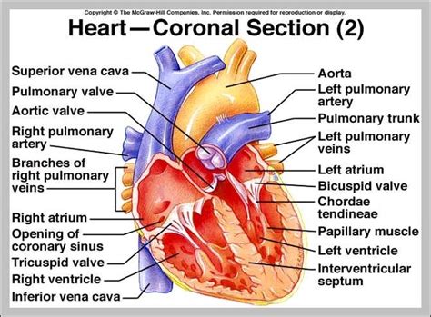 Heart Diagram Labeled With Functions