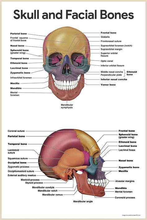 Skeletal System Anatomy and Physiology - Nurseslabs