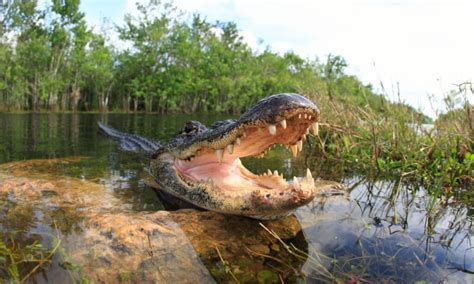 Discover the Most Dangerous (Deadliest) Animals in Mississippi - A-Z ...