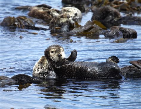 12 Facts About Otters for Sea Otter Awareness Week | U.S. Department of ...