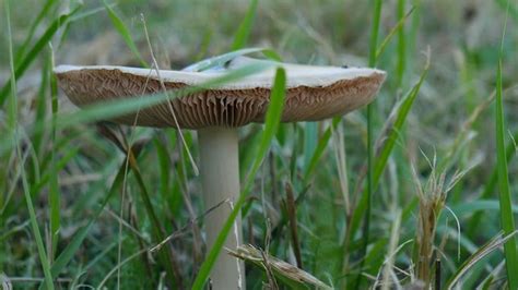 Mushrooms found in your yard can be very poisonous to your pets ...