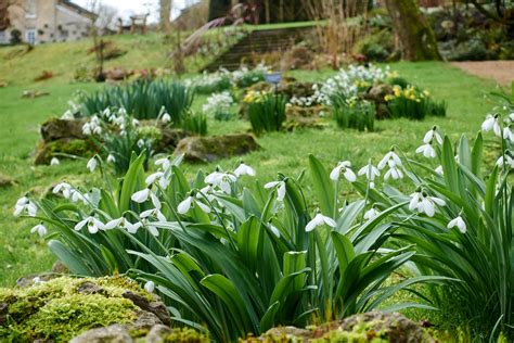 The National Garden Scheme: Enjoy snowdrops and spring bulbs at The Old ...