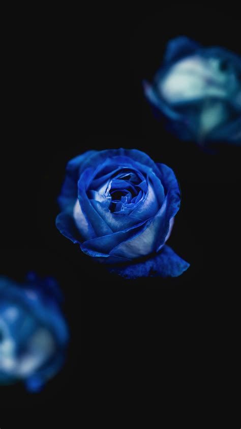 Blue Roses iPhone Wallpapers - Top Free Blue Roses iPhone Backgrounds ...