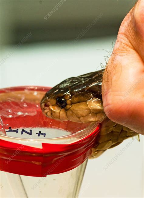 Snake Venom Extraction - Stock Image - C027/8260 - Science Photo Library