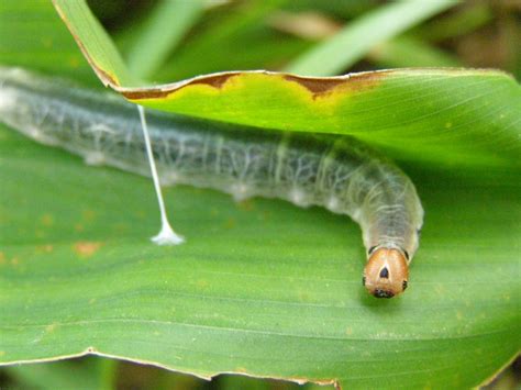 Larger Canna Leafroller | Observed this caterpillar in my fr… | Flickr