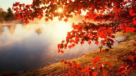 Fall Leaves Wallpapers Free - Wallpaper Cave