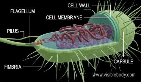 Bacteria Cell Structure