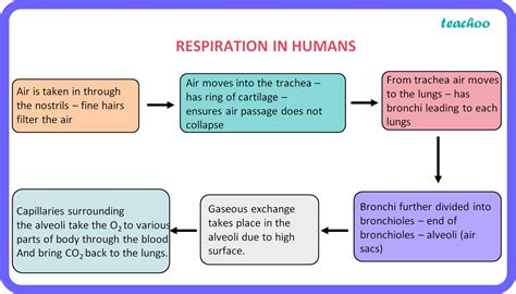 Human Respiratory System - Diagram + Flow Chart - Teachoo