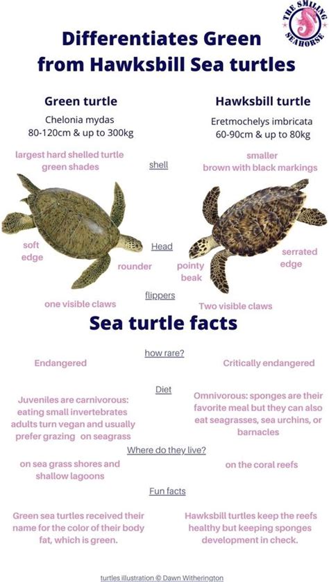 The hawksbill turtles, presentation of an endangered species ...