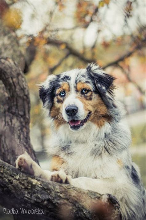 Australian Shepherds: | Aussie dogs, Australian shepherd dogs ...