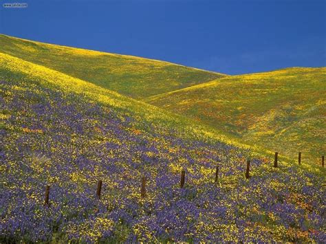 Elysian Fields ------ (Greek Mythology) | Field wallpaper, Underworld ...