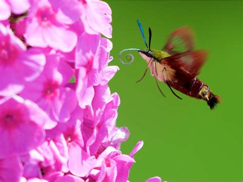 What Is A Hummingbird Moth – Learn About Hummingbird Moth Pollinators