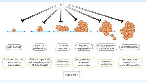 [PDF] Proliferation, cell cycle and apoptosis in cancer | Semantic Scholar