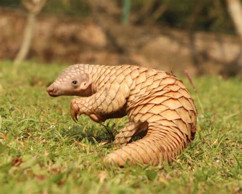 WORLD PANGOLIN DAY - February 18, 2023 - National Today