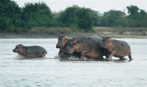 Hippopotamus Habitat - Where does Hippopotamus Live? - Hippo Haven