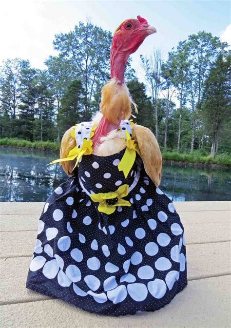 chicken-clothes | Chicken clothes, Halloween costume chicken, Pet chickens