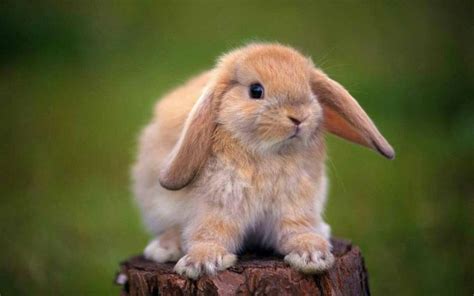 Holland Lop Rabbits | USA Rabbit Breeders