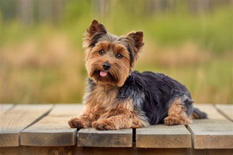 About The Breed: Yorkshire Terrier | Highland Canine Training