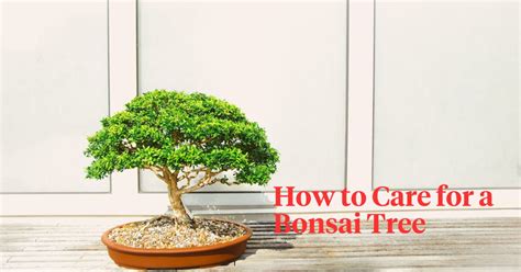 Indoor Bonsai Tree Care: Tips and Techniques for Healthy Growth