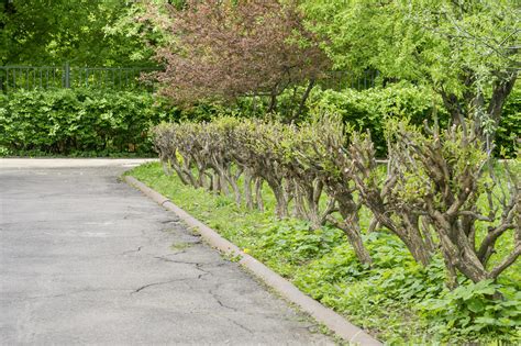 different types of bush fence in spring park. 9982358 Stock Photo at ...