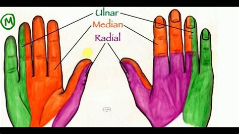 ANATOMY LECTURES , Hand , NERVE SUPPLY OF HAND MUSCLES - YouTube