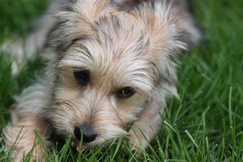 Yorkie Bichon (Bichon Frise, Yorkshire Terrier mix), Info, Pictures