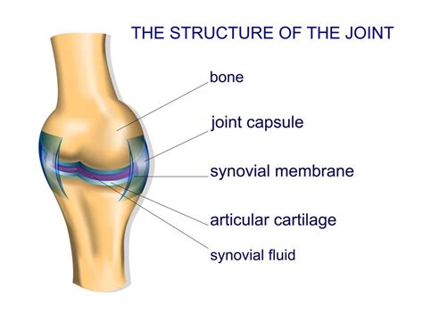 Synovial Joint Diagram - Synovial Joints Images Stock Photos Vectors ...