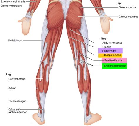 Hamstring Injury - Causes, Symptoms, Recovery Time & Treatment