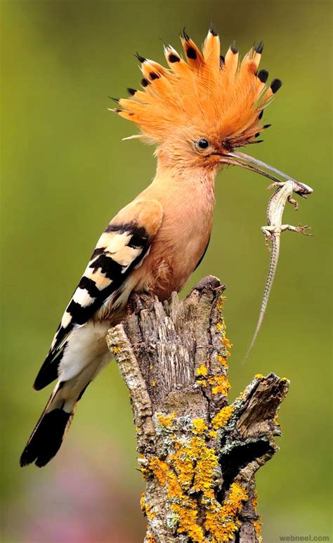 Hoopoe Bird Photography By Andres 6 - Preview