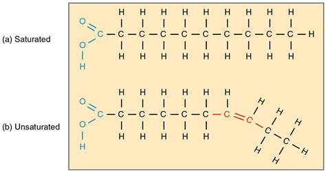 Triglyceride — Structure & Function - Expii