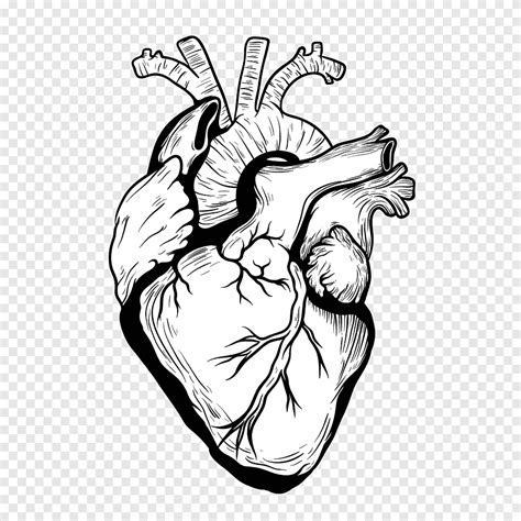 Free download | Heart Drawing Organ Designer, heart, love, white png ...