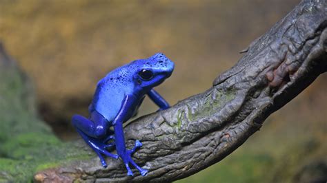 Blue Poison Dart Frog | Elmwood Park Zoo