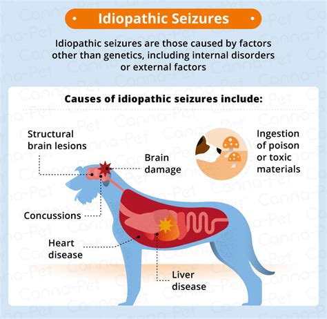 What Does A Dog Seizure Look Like