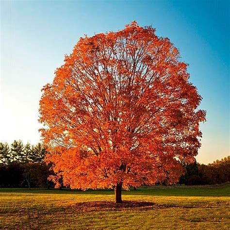 Sugar Maple For Sale Online | The Tree Center