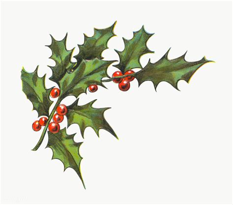 Festive holly leaves transparent png | premium image by rawpixel.com ...